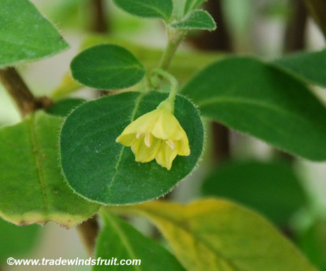 کاپسیکوم رومبودیوم